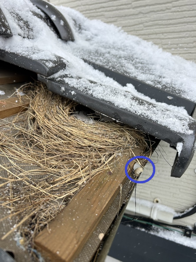 瓦屋根の中に鳥の巣がありました　撤去していきます