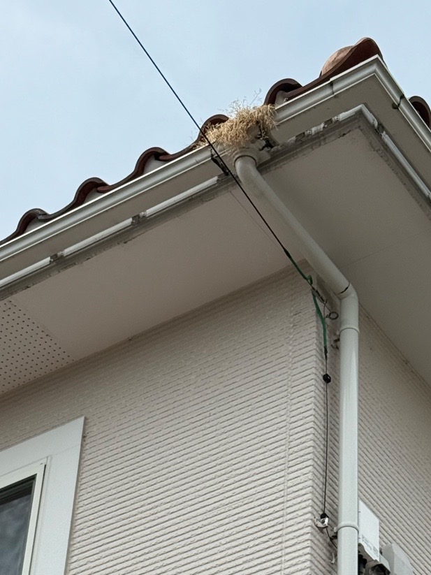 【富山市】雨どいに鳥の巣か草が溜まっているとのご相談!屋根と雨どいに鳥の巣が作られていたので、撤去しました!