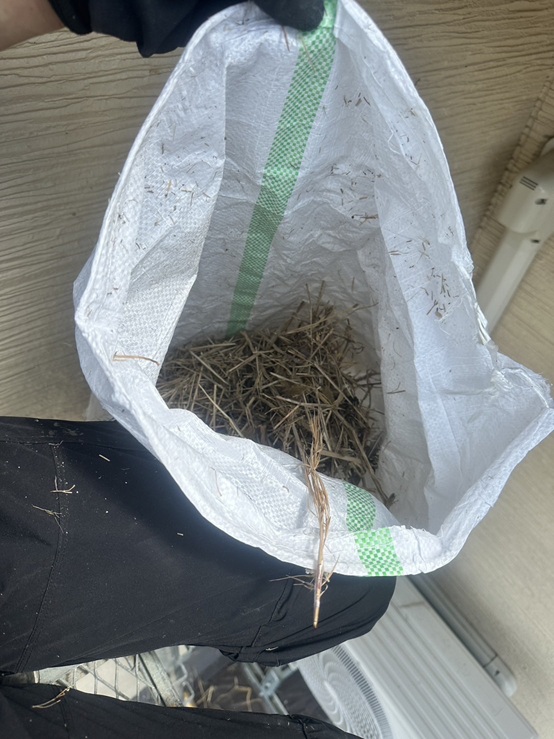 鳥の巣を撤去