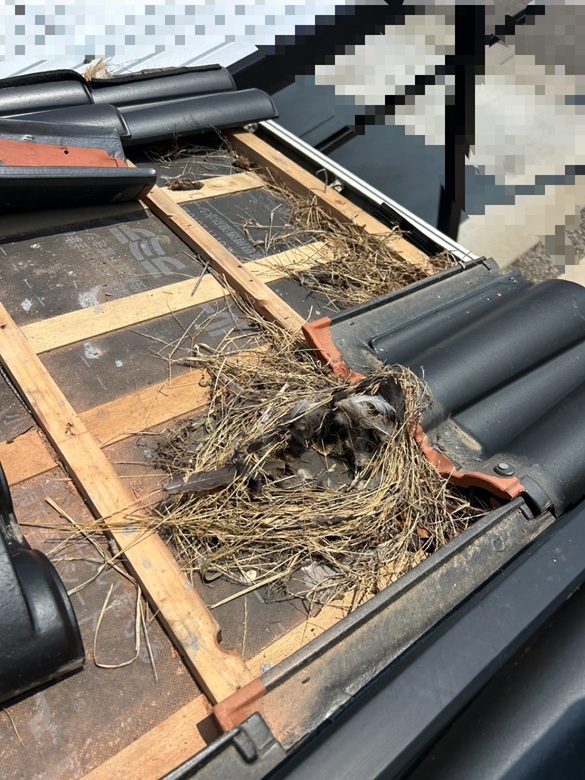 １階屋根の鳥の巣撤去
