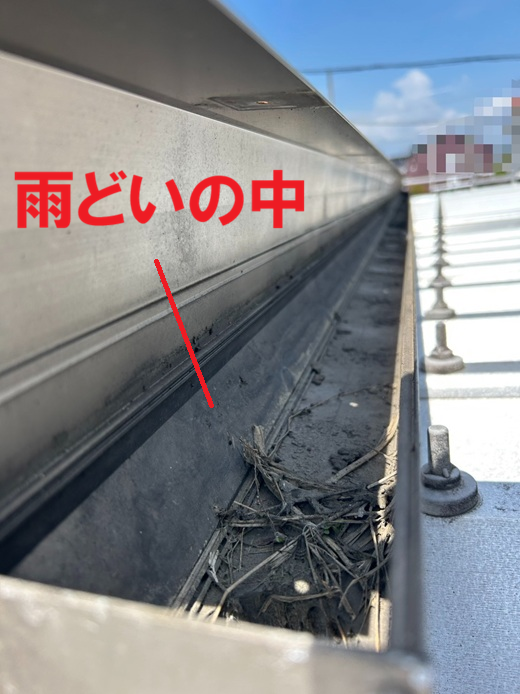雨どいの中に草や泥が溜まっています