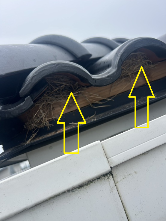 瓦屋根の中に鳥の巣