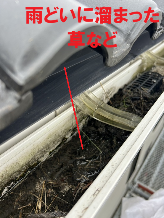 雨どいに溜まった鳥の巣など