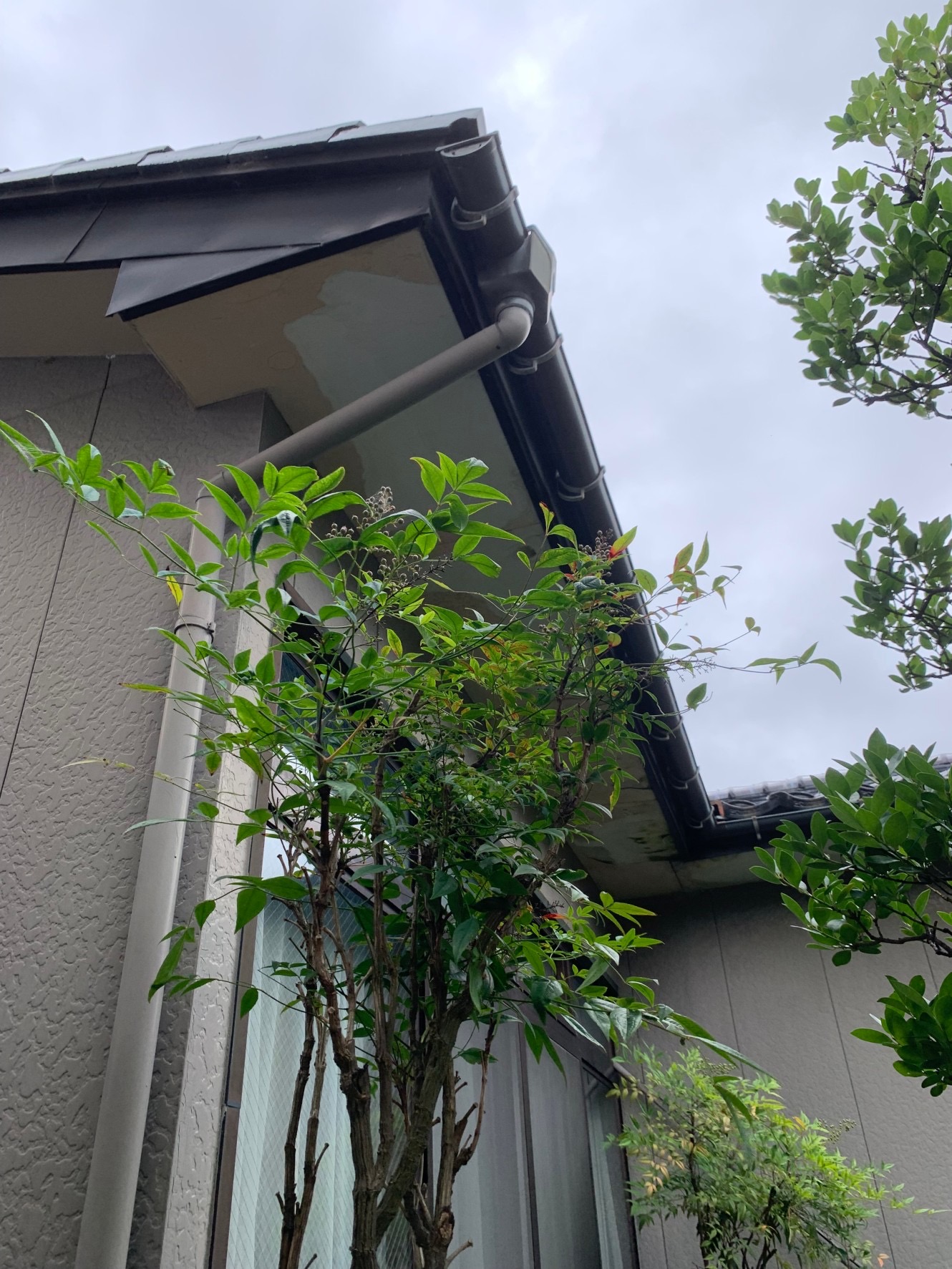 谷板金が原因の雨漏りで軒天が傷んでいました